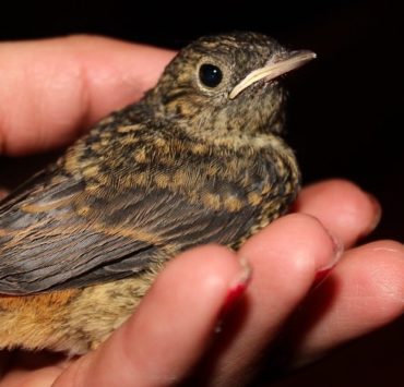 Aspergillosis in Birds