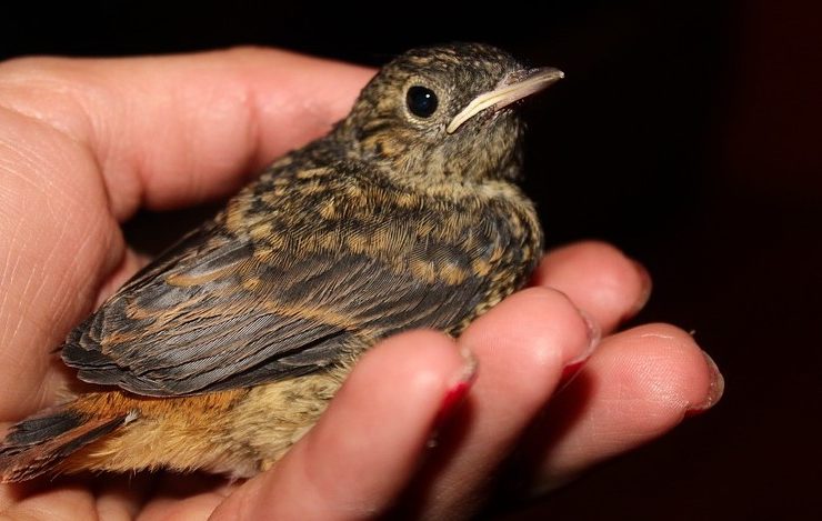 Aspergillosis in Birds