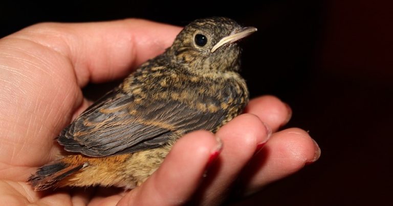 Aspergillosis in Birds