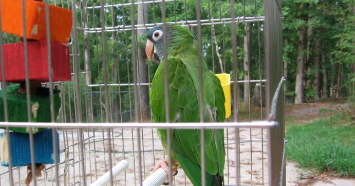 Blue Crowned Conure