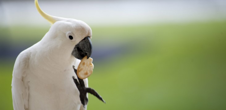 How Much Does a Cockatoo Cost