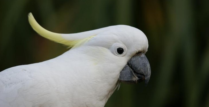 Types of Cockatoos