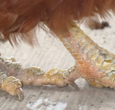 Early Signs of Scaly Leg Mites and Treatment Options