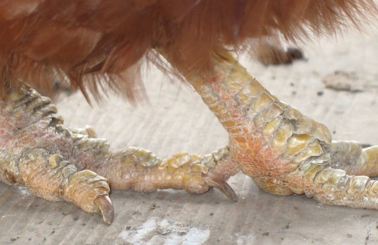 Early Signs of Scaly Leg Mites and Treatment Options