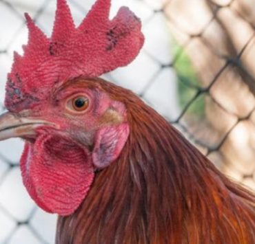 Fowl Pox in Chickens