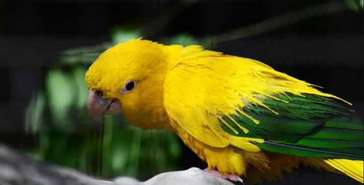 Golden-Conures-Parrots