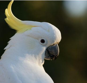 How Long Do Cockatoos Live