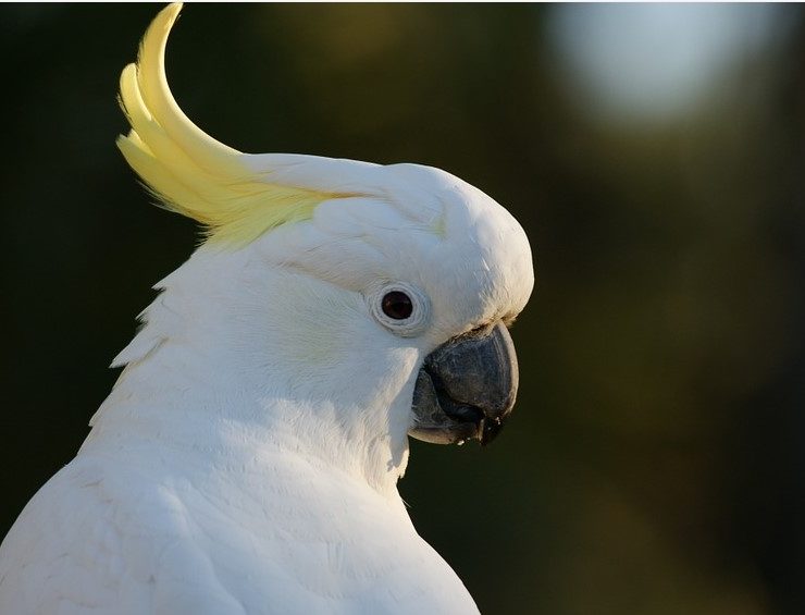 How Long Do Cockatoos Live