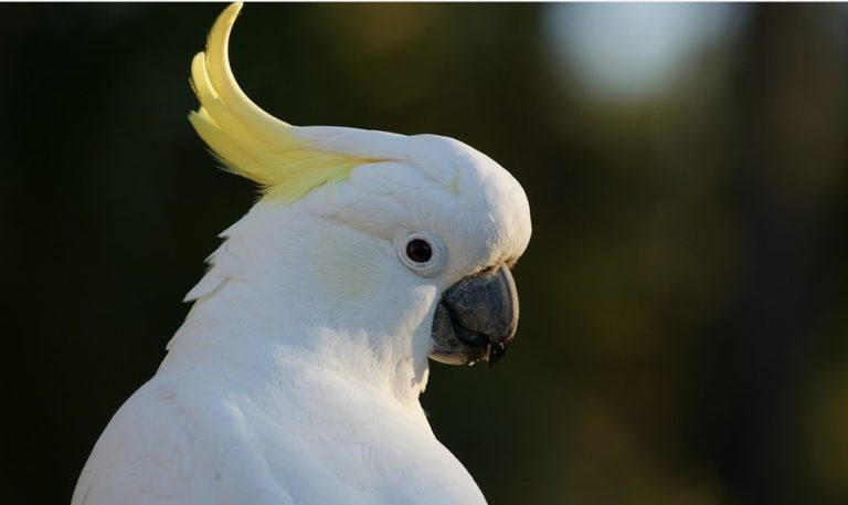 How Long Do Cockatoos Live