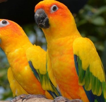 How Long Do Conures Live