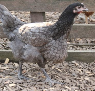 How to Cure Sour Crop in Chicken