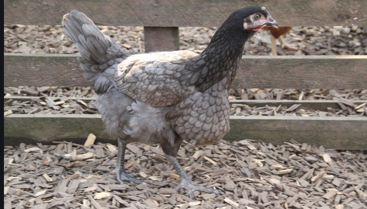 How to Cure Sour Crop in Chicken