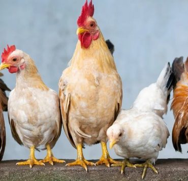 How to Deworm Chickens Safely