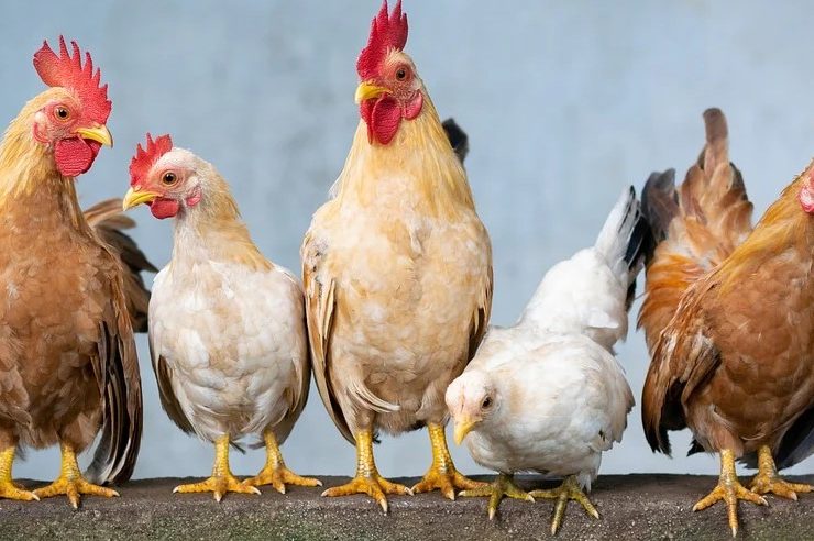 How to Deworm Chickens Safely