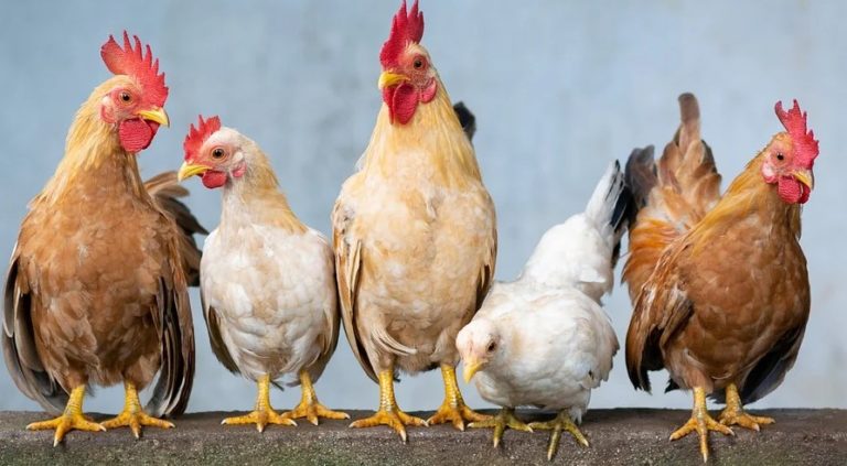 How to Deworm Chickens Safely
