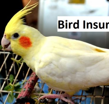 How to Get Bird Pet Insurance