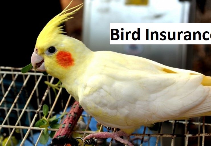 How to Get Bird Pet Insurance