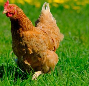 How to Get Rid of Feather Mites on Chickens