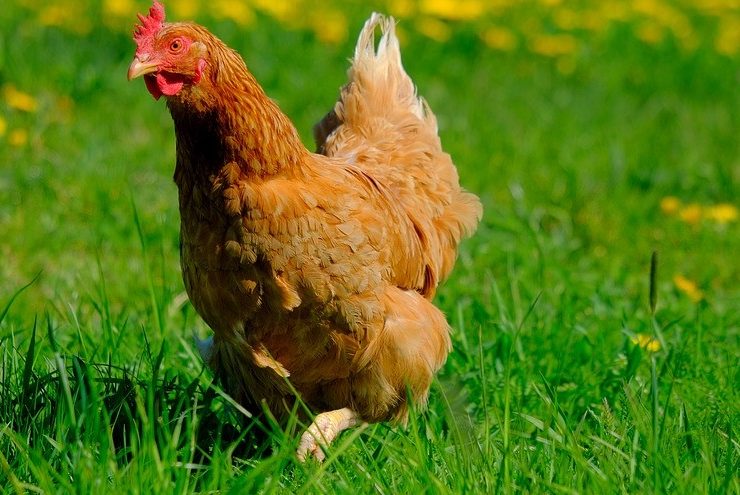 How to Get Rid of Feather Mites on Chickens