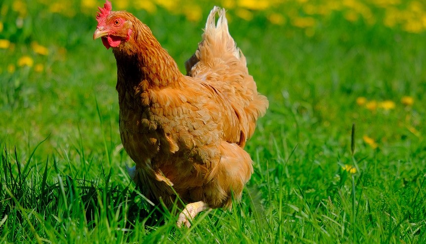 How to Get Rid of Feather Mites on Chickens - AvianVets.org