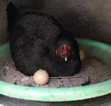 How to Tell if a Chicken is Egg Bound