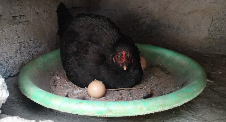 How to Tell if a Chicken is Egg Bound - AvianVets.org