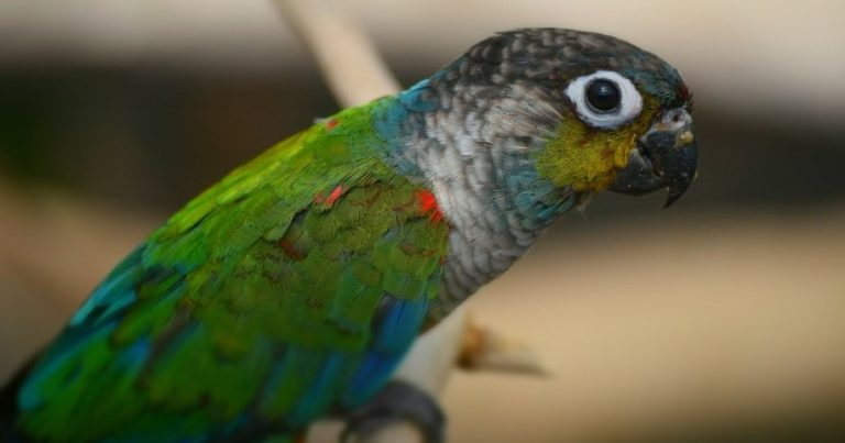 Side-profile close-up of a Pyrrhura conure on a perch &mdash; green wing and body plumage, grey scaled breast and cheek, red belly flashes, blue wing tips, and a distinctive white ring around a dark eye.