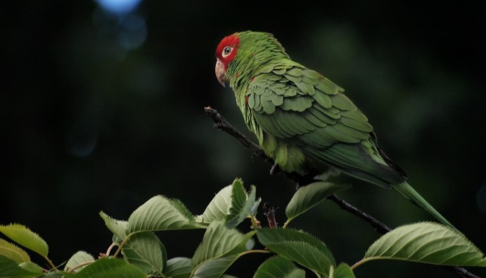 Red Masked Conure