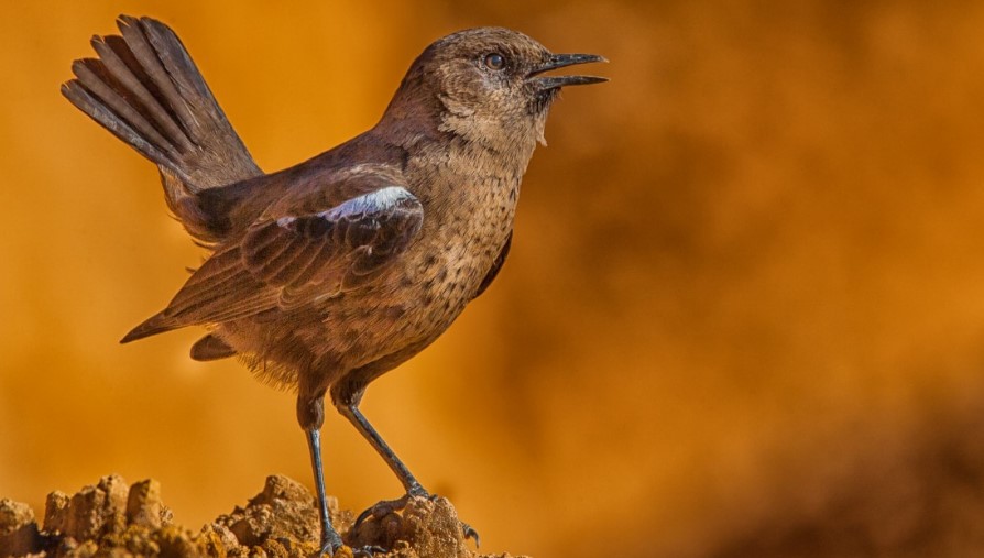 What Is Aspergillosis in Birds
