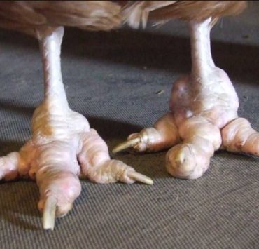 What Is Bumblefoot and How Do You Treat It