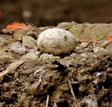 What is Egg Binding and How to Treat It
