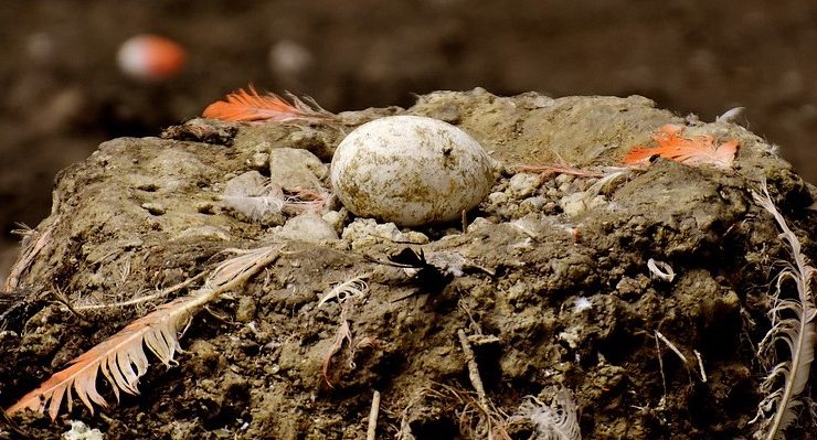 What is Egg Binding and How to Treat It