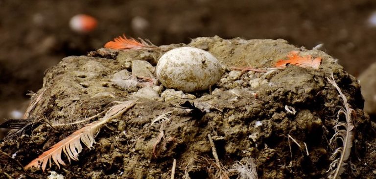 What is Egg Binding and How to Treat It
