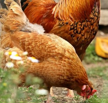 What to Feed Chickens