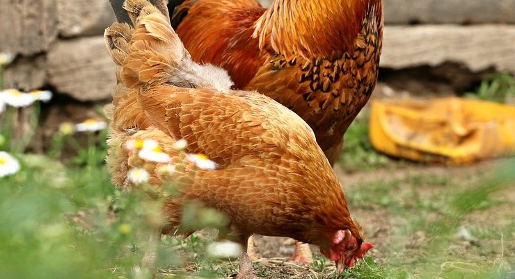 What to Feed Chickens