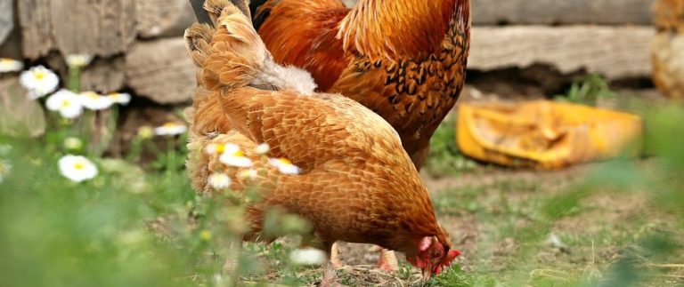 What to Feed Chickens