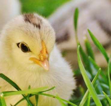 When Can Baby Chicks Go Outside