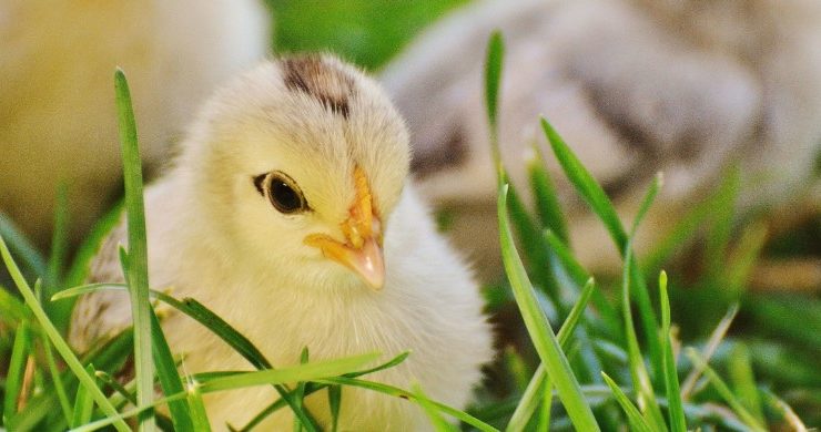 When Can Baby Chicks Go Outside