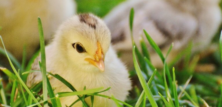 When Can Baby Chicks Go Outside