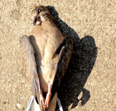 Why My Bird Die So Suddenly