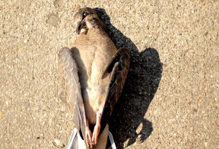 Why My Bird Die So Suddenly