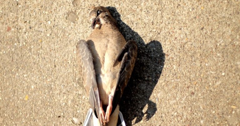 Why My Bird Die So Suddenly