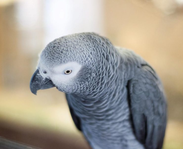 African Grey Parrot – Breed Basics