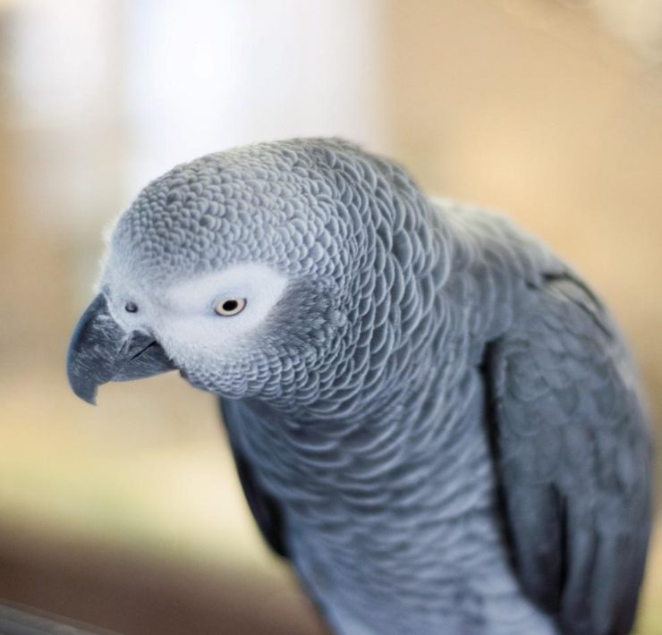 African Grey Parrot – Breed Basics