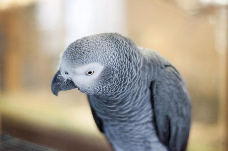 African Grey Parrot: Breed Basics