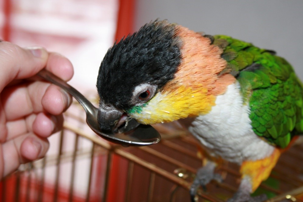 Are Caiques Good for Beginners