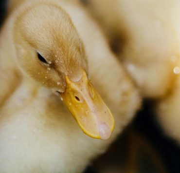 Basic Care for Your Pet Duck