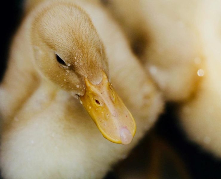 Basic Care for Your Pet Duck