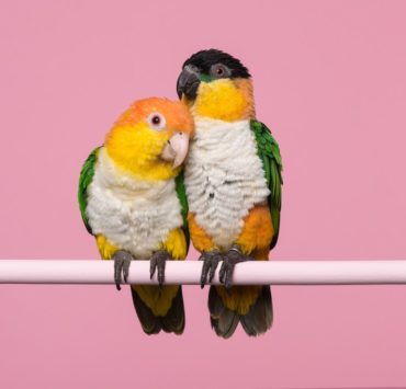 Caiques as Pets