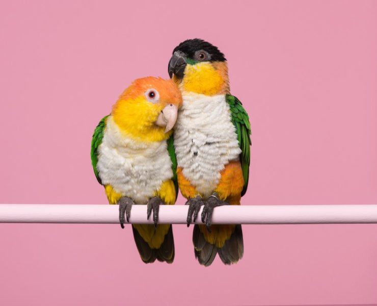 Caiques as Pets